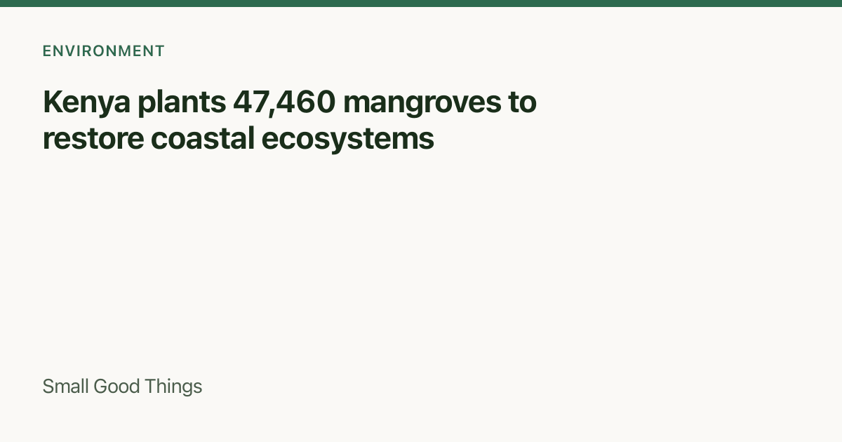 Kenya plants 47,460 mangroves to restore coastal ecosystems — Kenya coast