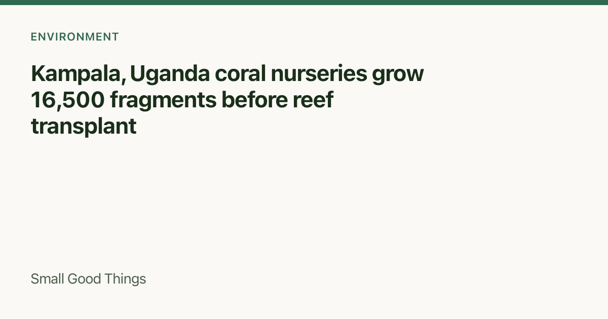 Kampala, Uganda coral nurseries grow 16,500 fragments before reef transplant — Kampala, Uganda
