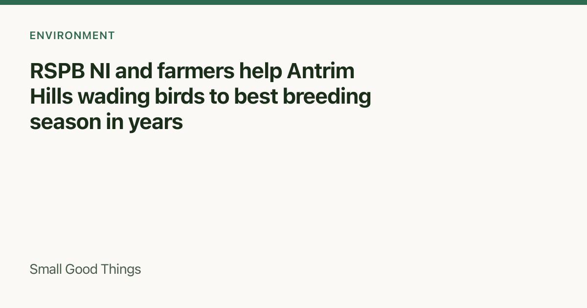 RSPB NI and farmers help Antrim Hills wading birds to best breeding season in years — Glenwherry, Antrim Hills, County Antrim, Northern Ireland