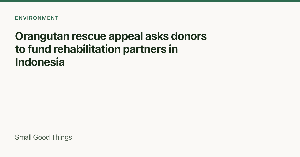 Orangutan rescue appeal asks donors to fund rehabilitation partners in Indonesia — Indonesia