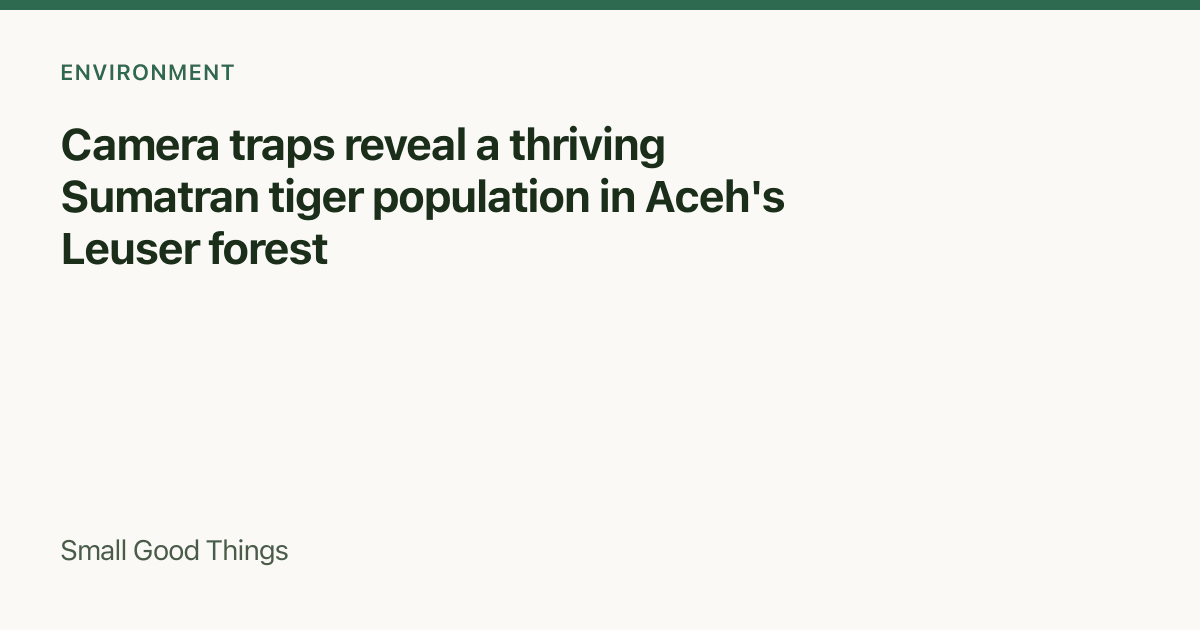 Camera traps reveal a thriving Sumatran tiger population in Aceh's Leuser forest — Leuser Ecosystem, Aceh, Sumatra, Indonesia